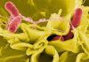 Descubren estrategia de ‘salmonella’ para hacer frente a los antibióticos Descubren estrategia de salmonella para hacer frente a los antibióticos