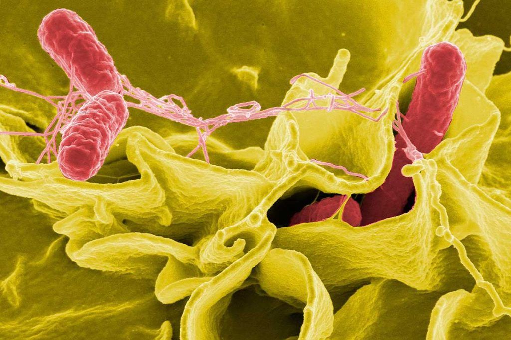 Descubren estrategia de salmonella para hacer frente a los antibióticos