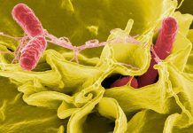 Descubren estrategia de ‘salmonella’ para hacer frente a los antibióticos Descubren estrategia de salmonella para hacer frente a los antibióticos