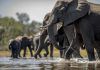 La sepsis mata a seis elefantes africanos La sepsis mata a seis elefantes africanos