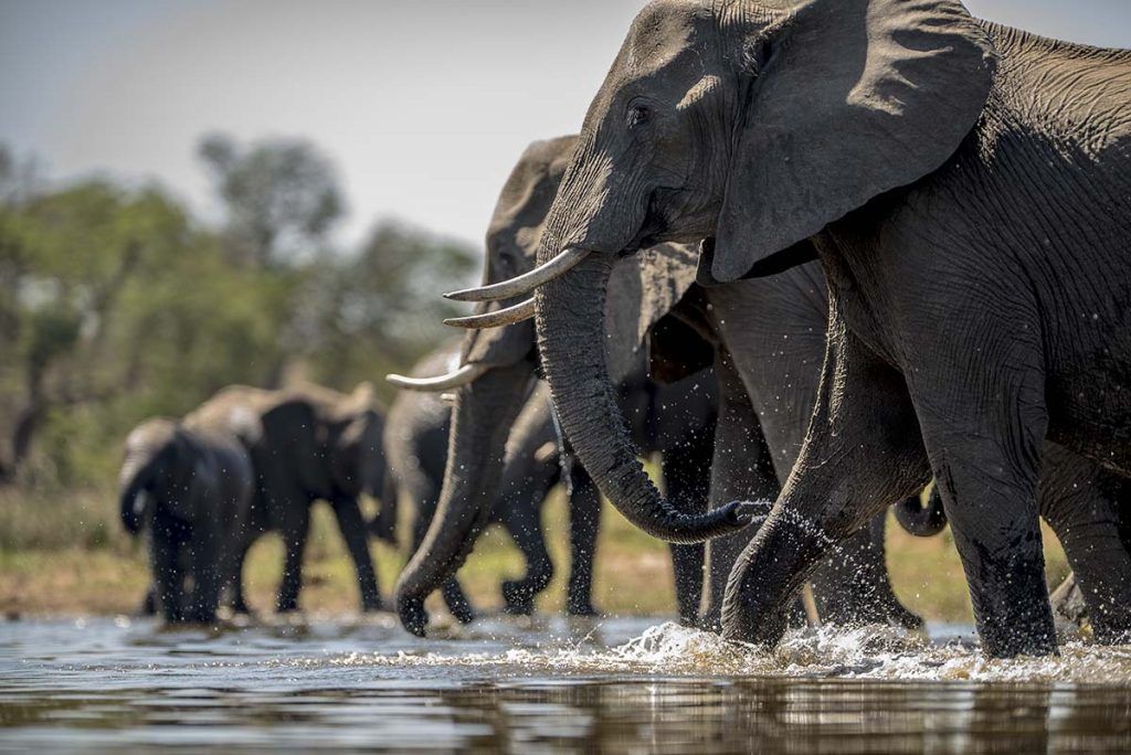 La sepsis mata a seis elefantes africanos
