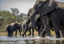 La sepsis mata a seis elefantes africanos La sepsis mata a seis elefantes africanos