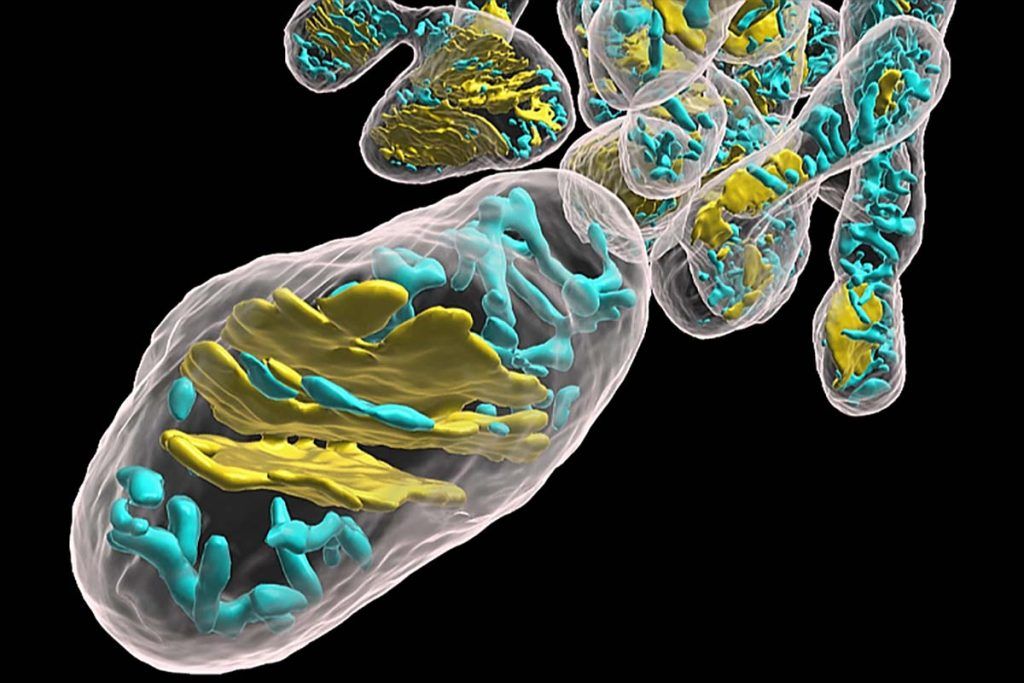 Tres españolas hallan en las mitocondrias otra causa del Parkinson