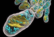 Tres españolas hallan en las mitocondrias otra causa del Parkinson Tres españolas hallan en las mitocondrias otra causa del Parkinson