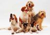 Revelan la diversidad canina gracias a una base de datos de ADN Revelan la diversidad canina gracias a una base de datos de ADN