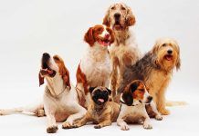 Revelan la diversidad canina gracias a una base de datos de ADN Revelan la diversidad canina gracias a una base de datos de ADN