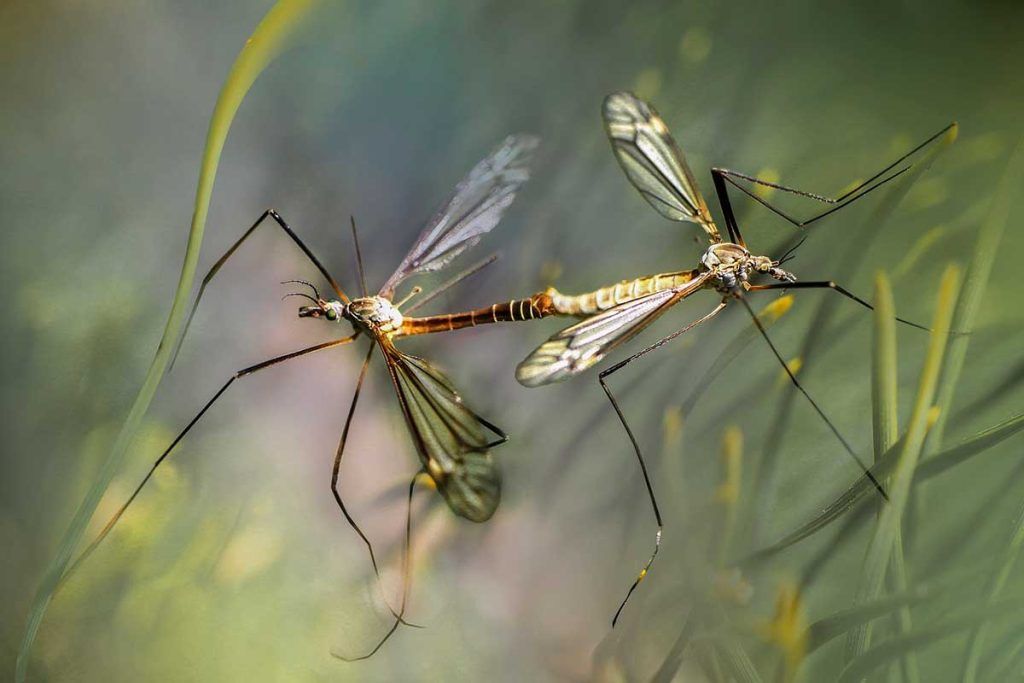Los mosquitos macho usan su alta plasticidad auditiva para reproducirse