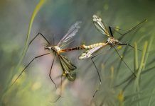 Los mosquitos macho usan su alta plasticidad auditiva para reproducirse Los mosquitos macho usan su alta plasticidad auditiva para reproducirse