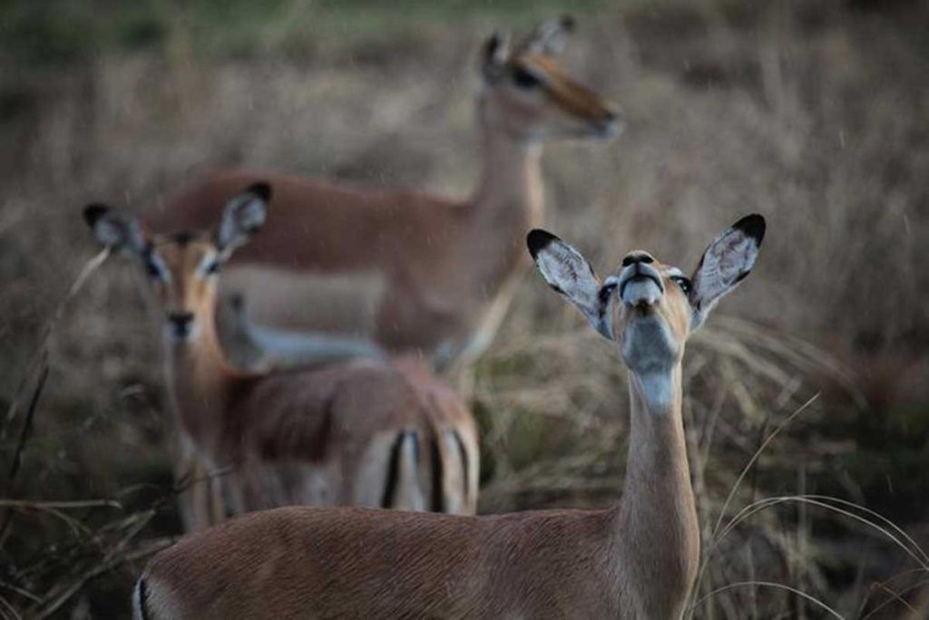 ¿Cómo reacciona la megafauna ante un mortífero ciclón?