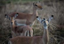 ¿Cómo reacciona la megafauna ante un mortífero ciclón? ¿Cómo reacciona la megafauna ante un mortífero ciclón?