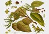 La nueva arma contra la obesidad es una planta tropical china La nueva arma contra la obesidad es una planta tropical china