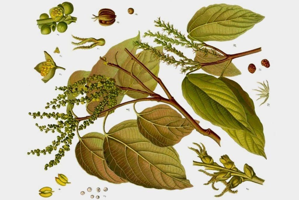 La nueva arma contra la obesidad es una planta tropical china