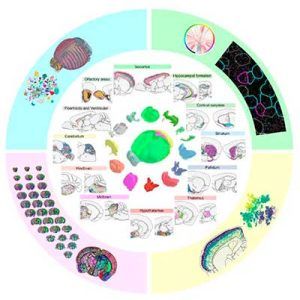 Primer atlas completo de las células del cerebro de un mamífero