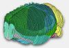 Primer atlas completo de las células del cerebro de un mamífero Primer atlas completo de las células del cerebro de un mamífero
