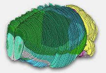 Primer atlas completo de las células del cerebro de un mamífero Primer atlas completo de las células del cerebro de un mamífero