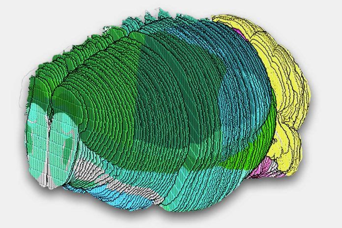 cerebro-raton Primer atlas completo de las células del cerebro de un mamífero