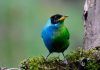 Descubren en Colombia un pájaro mitad hembra, mitad macho Descubren en Colombia un pájaro mitad hembra, mitad macho