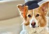 Perros superdotados: ¿tienen características comunes? Perros superdotados: ¿tienen características comunes?