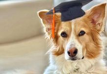 Perros superdotados: ¿tienen características comunes? Perros superdotados: ¿tienen características comunes?