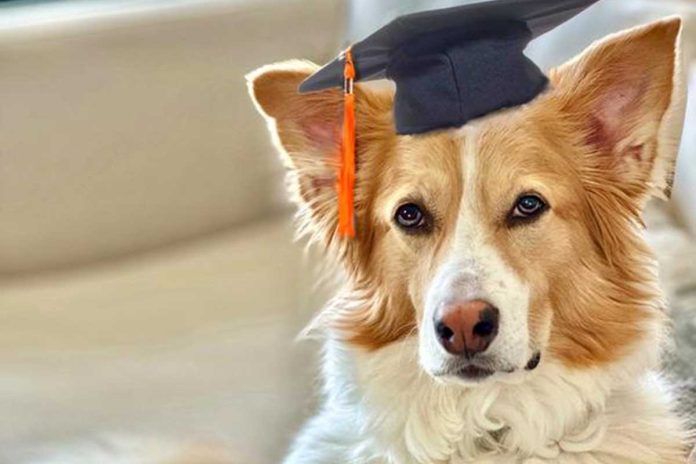 Perros superdotados: ¿tienen características comunes?