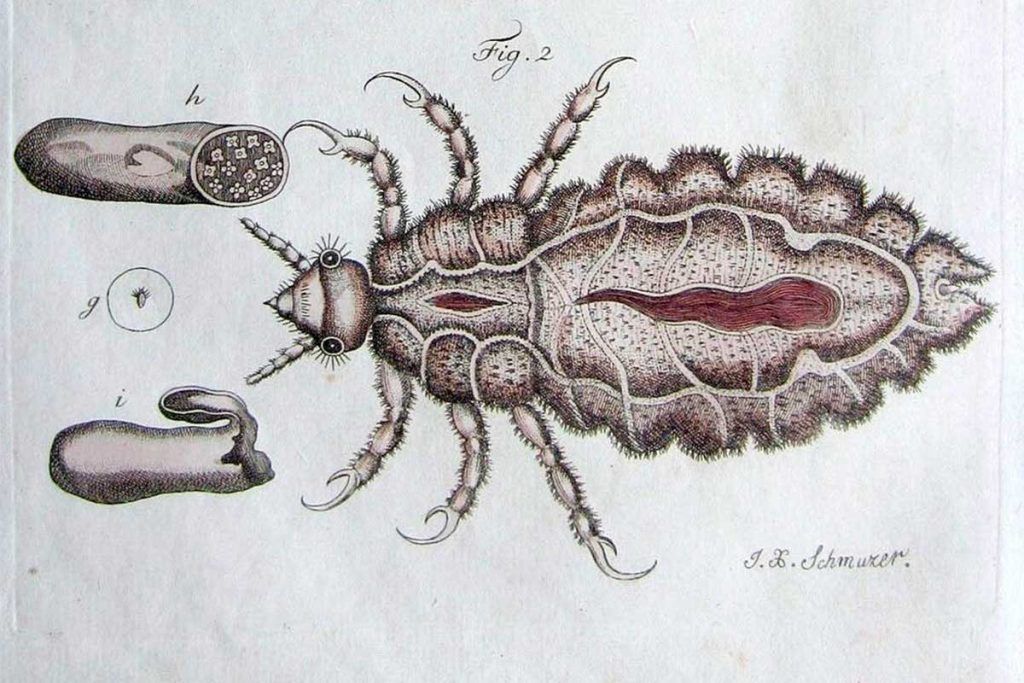 Los piojos de Cristóbal Colón