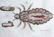 Los piojos de Cristóbal Colón Los piojos de Cristóbal Colón