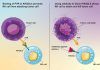 Liberan ‘células asesinas’ naturales contra el cáncer Liberan ‘células asesinas’ naturales contra el cáncer