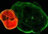 Nueva luz sobre el sistema dopaminérgico del cerebro Nueva luz sobre el sistema dopaminérgico del cerebro