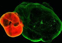 Nueva luz sobre el sistema dopaminérgico del cerebro Nueva luz sobre el sistema dopaminérgico del cerebro