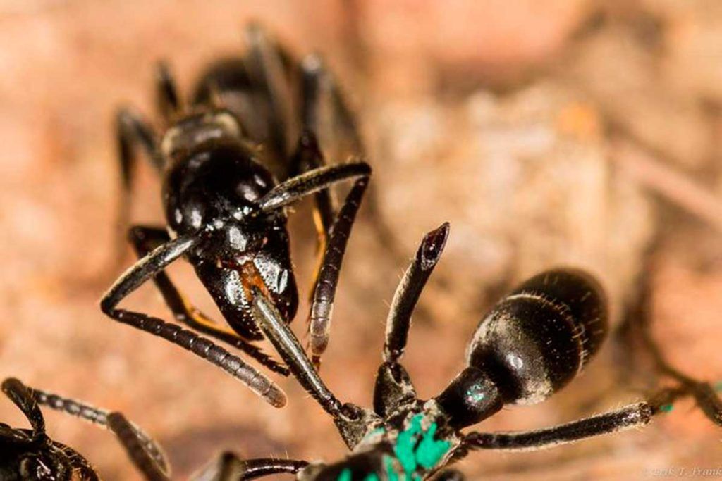 Algunas hormigas, como los humanos, tratan las heridas con antimicrobianos