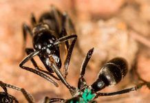 Algunas hormigas, como los humanos, tratan las heridas con antimicrobianos Algunas hormigas, como los humanos, tratan las heridas con antimicrobianos