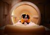Los perros más exigentes con la comida tienen un cerebro más riguroso Visualizan las habilidades de perros para asociar sonidos con estímulos de comida