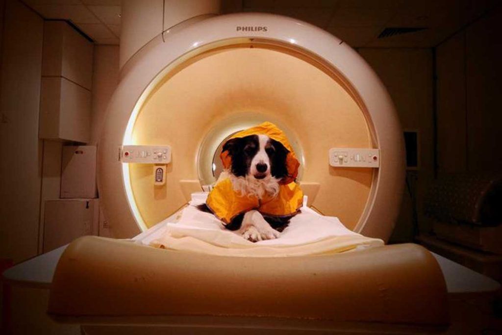 Visualizan las habilidades de perros para asociar sonidos con estímulos de comida