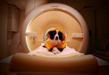 Los perros más exigentes con la comida tienen un cerebro más riguroso Visualizan las habilidades de perros para asociar sonidos con estímulos de comida