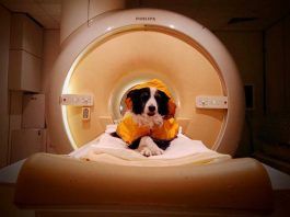 Algunos perros distinguen el miedo y la tristeza en las personas Algunos perros distinguen el miedo y la tristeza en las personas
