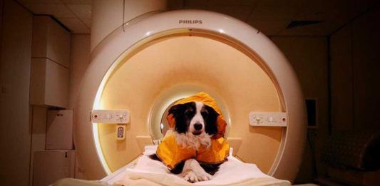 Algunos perros distinguen el miedo y la tristeza en las personas Algunos perros distinguen el miedo y la tristeza en las personas