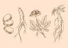 Ginseng contra la osteoporosis Ginseng contra la osteoporosis