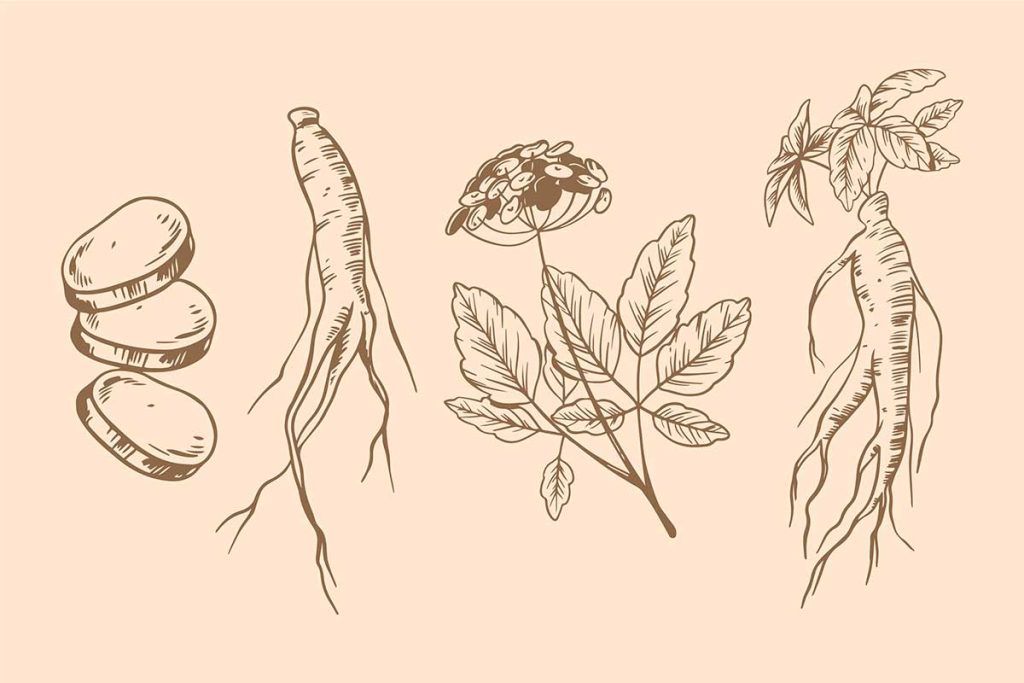 Ginseng contra la osteoporosis