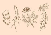 Ginseng contra la osteoporosis Ginseng contra la osteoporosis