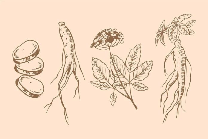Ginseng contra la osteoporosis
