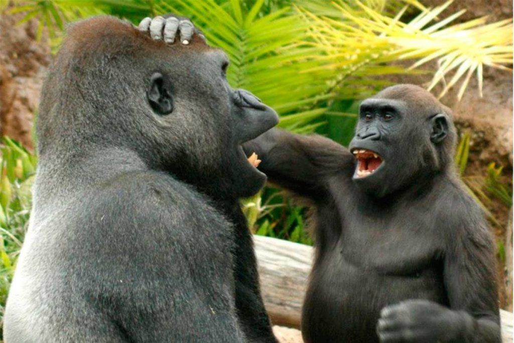 Los grandes simios tienen mucho sentido del humor