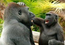 Los grandes simios tienen mucho sentido del humor Los grandes simios tienen mucho sentido del humor