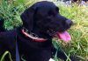 ¿Su ‘Labrador Retreiver’ es insaciable? La causa está en la mutación de un gen ¿Su Labrador Retreiver es insaciable? La causa está en la mutación de un gen
