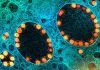 SARS-CoV-2 puede resistir en el cuerpo más de un año SARS-CoV-2 puede resistir en el cuerpo más de un año