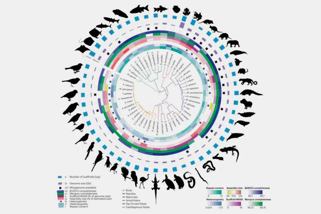 Vertebrados: hacia una máquina del tiempo evolutiva