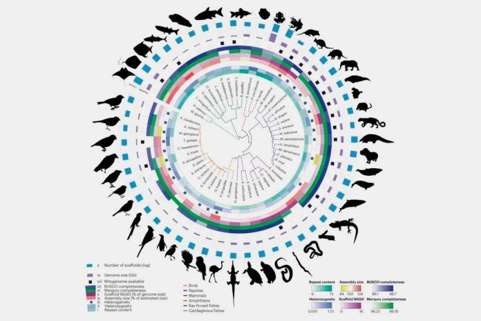 genomas-vertebrados Vertebrados: hacia una máquina del tiempo evolutiva