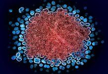 Hacia el control del virus que causa el sida Hacia el control del virus que causa el sida