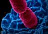 Primer catálogo de bacterias presentes en la metástasis del cáncer Primer catálogo de bacterias presentes en la metástasis del cáncer