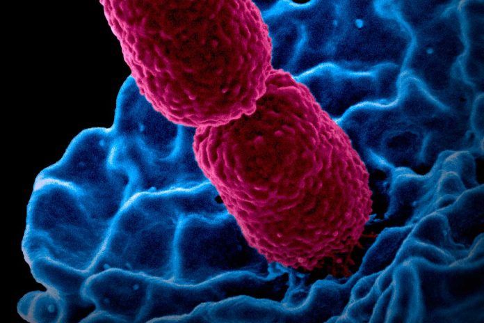 Primer catálogo de bacterias presentes en la metástasis del cáncer