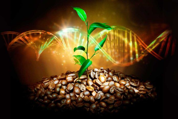Café arábica: descifrado su genoma de referencia